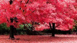 roses-on-the-tree-Beautiful-Nature-Pink-Tress-HD-wallapaper-in-wallpaperscart.com