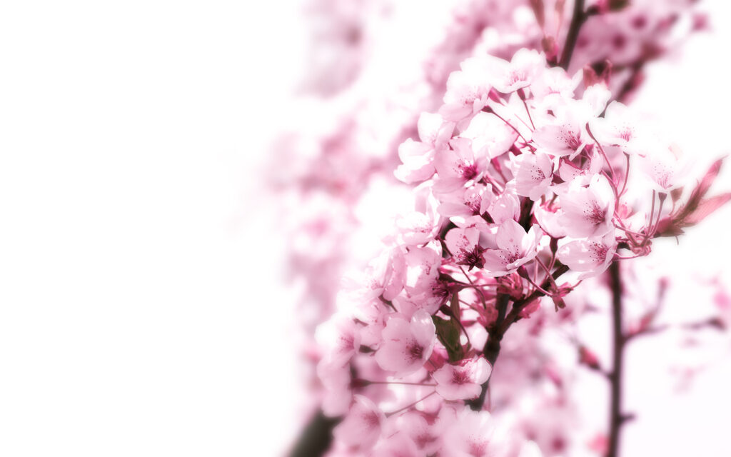 flowers background images