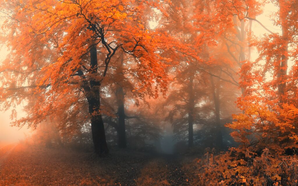 forest background images