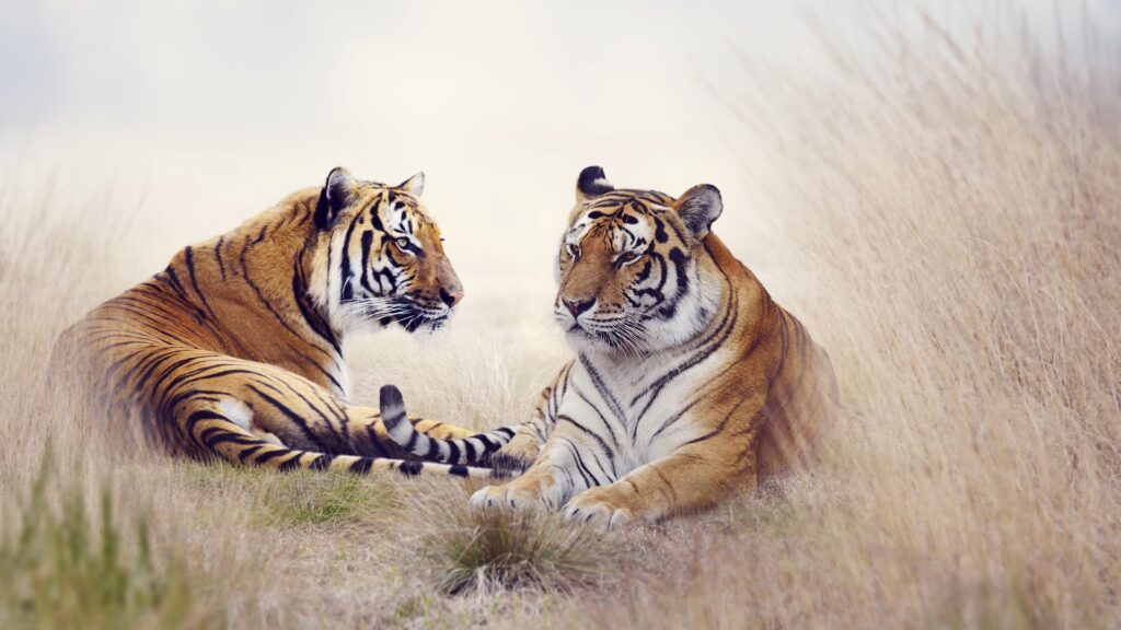 tigers best wallpapers
