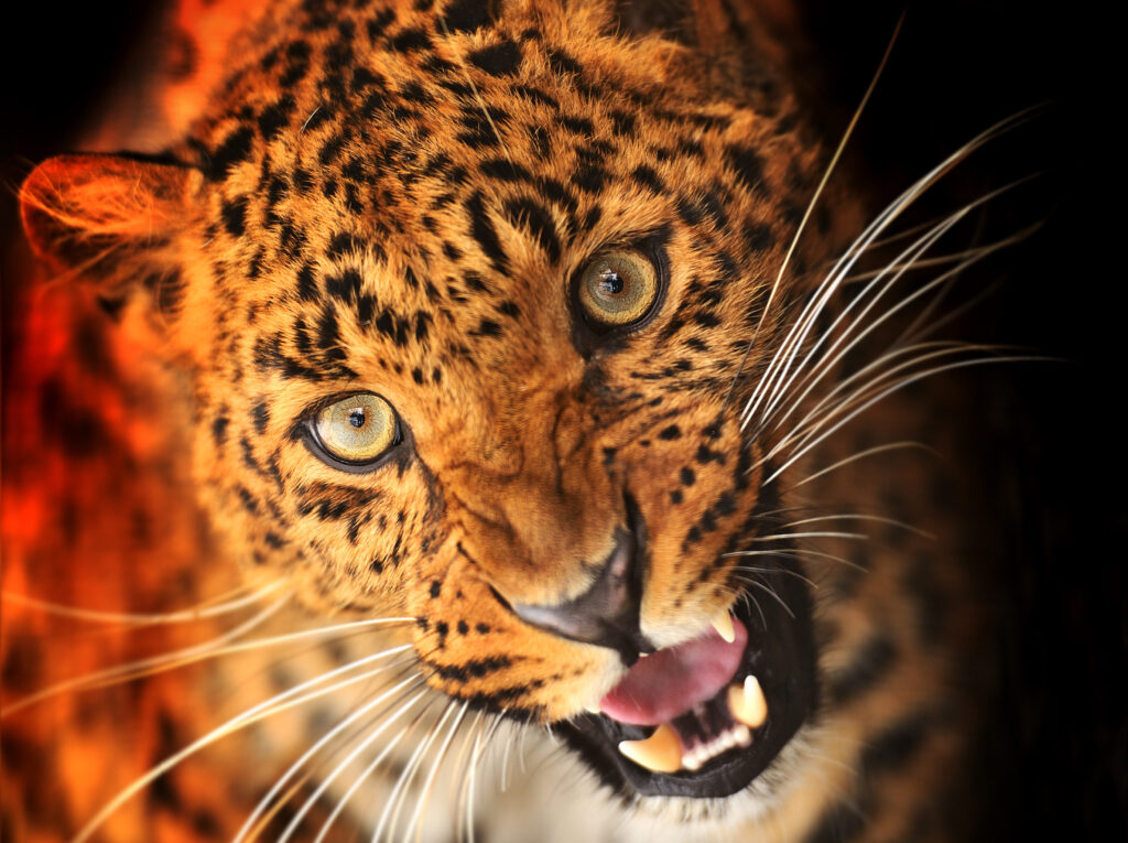 panther best wallpapers