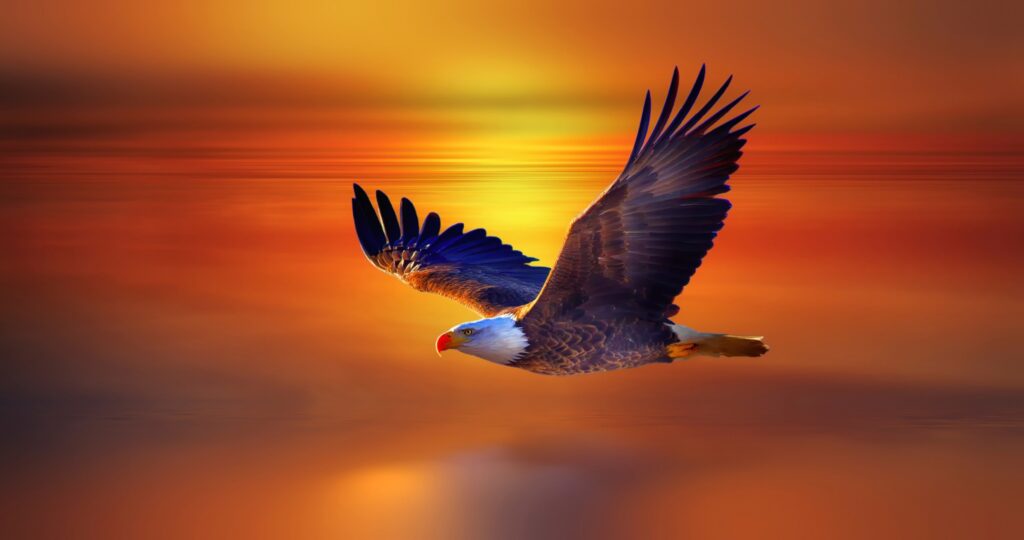 eagle cool wallpapers