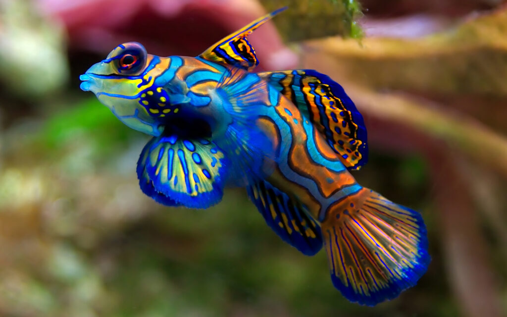 fish cool wallpapers
