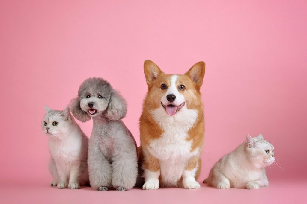 dogs and cats cute wallpapers