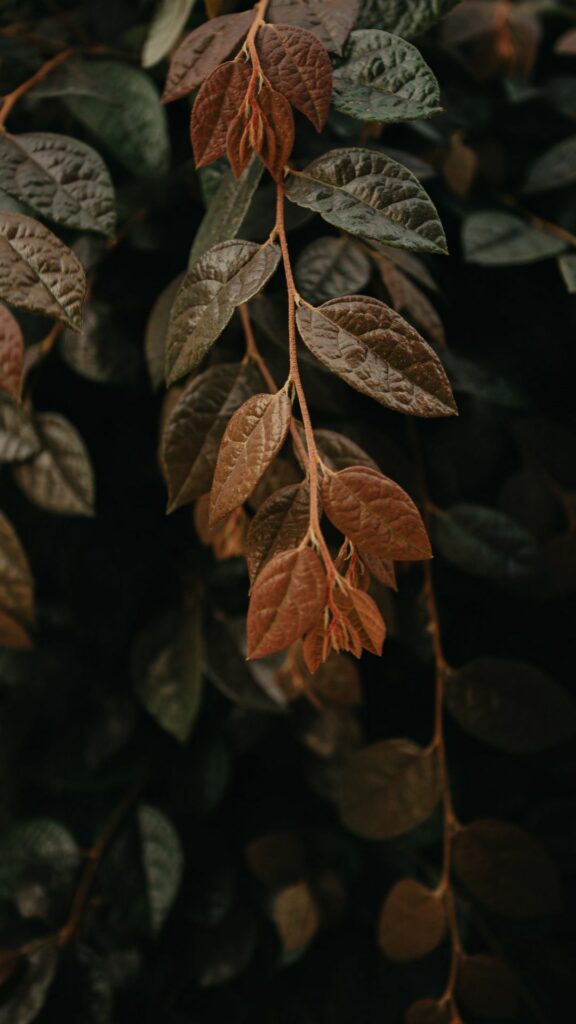 Phone Wallpapers