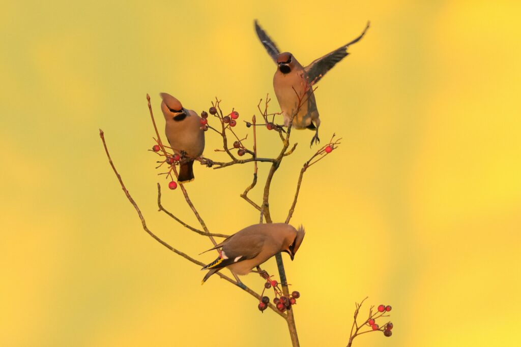 birds photo backgrounds