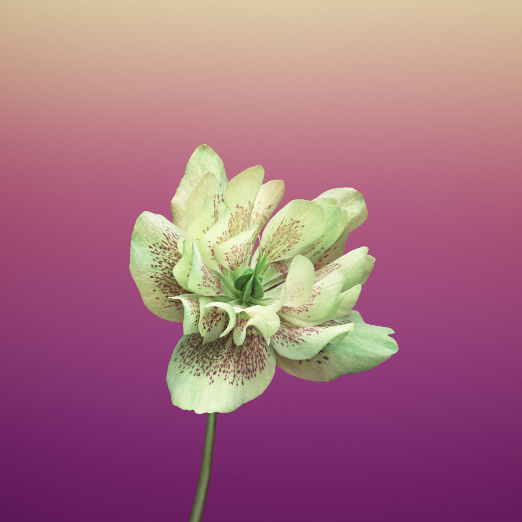 iPhone wallpaper