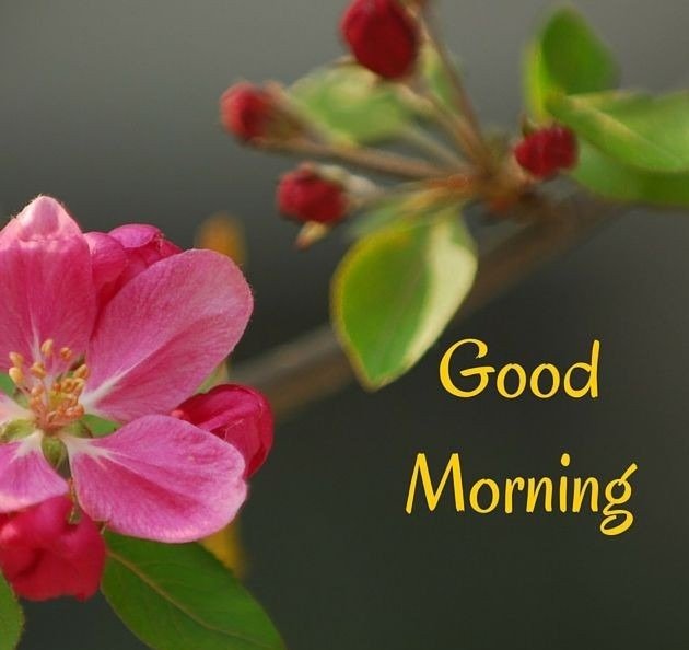 Good Morning Wallpapers