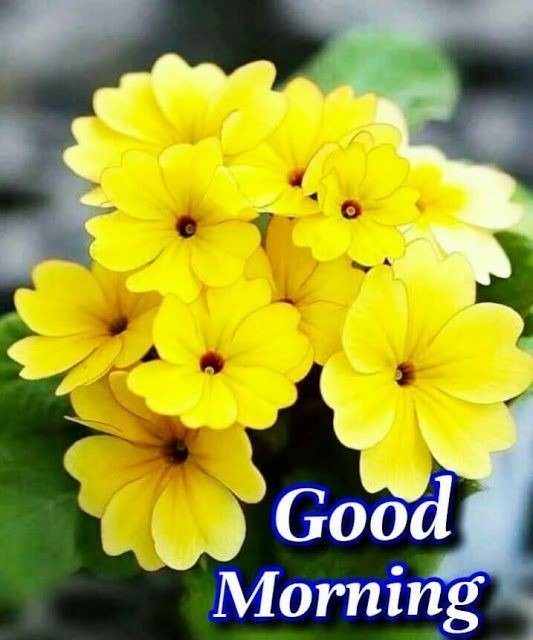 Good Morning Wallpapers