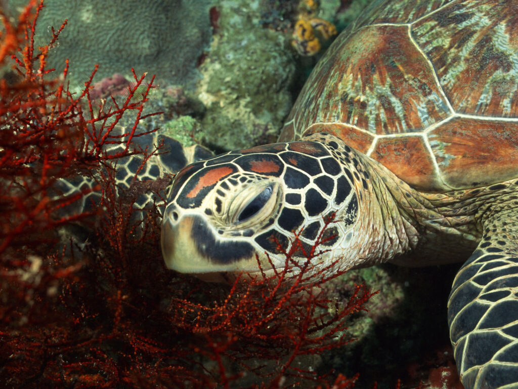 Animals Wallpapers