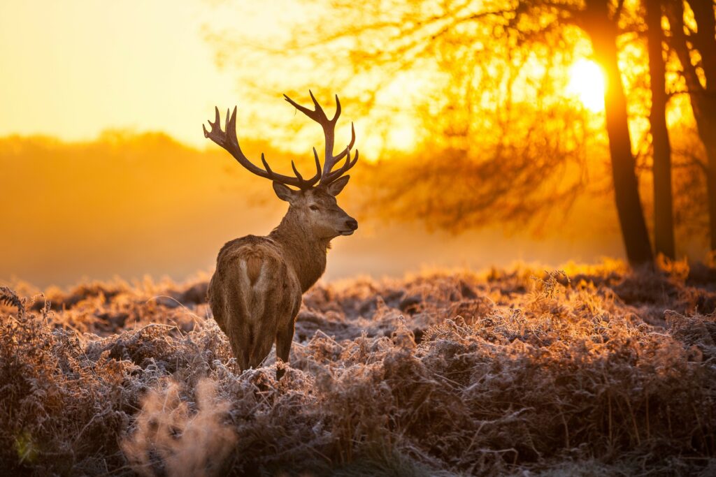 Animals Wallpapers