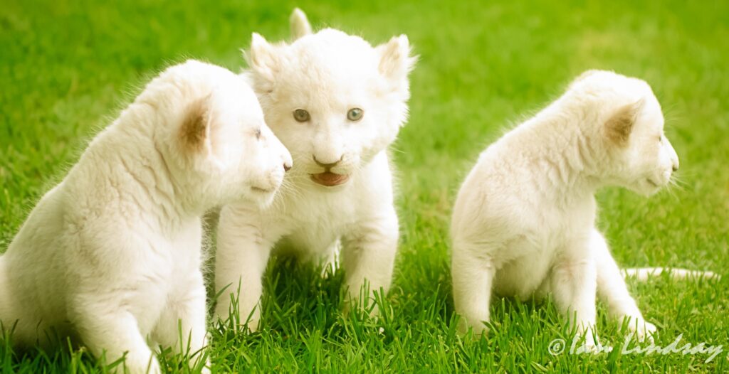 Animals Wallpapers