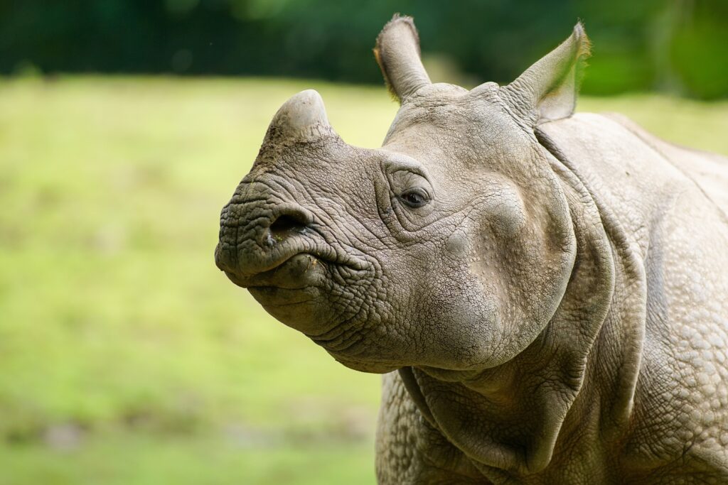 Animals Wallpapers