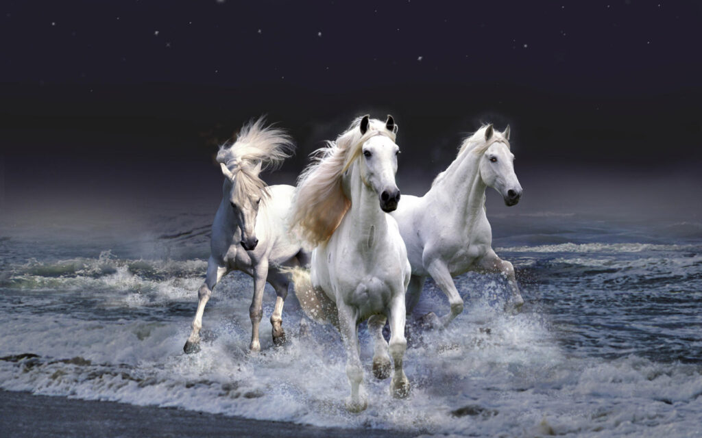 Animals Wallpapers