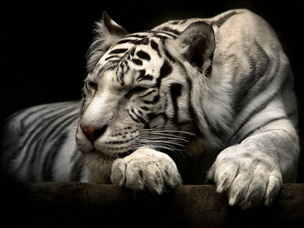 Animals Wallpapers