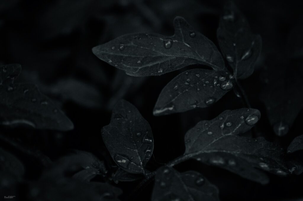 Black Theme Wallpapers