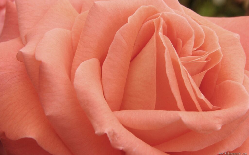 Peach Backgrounds