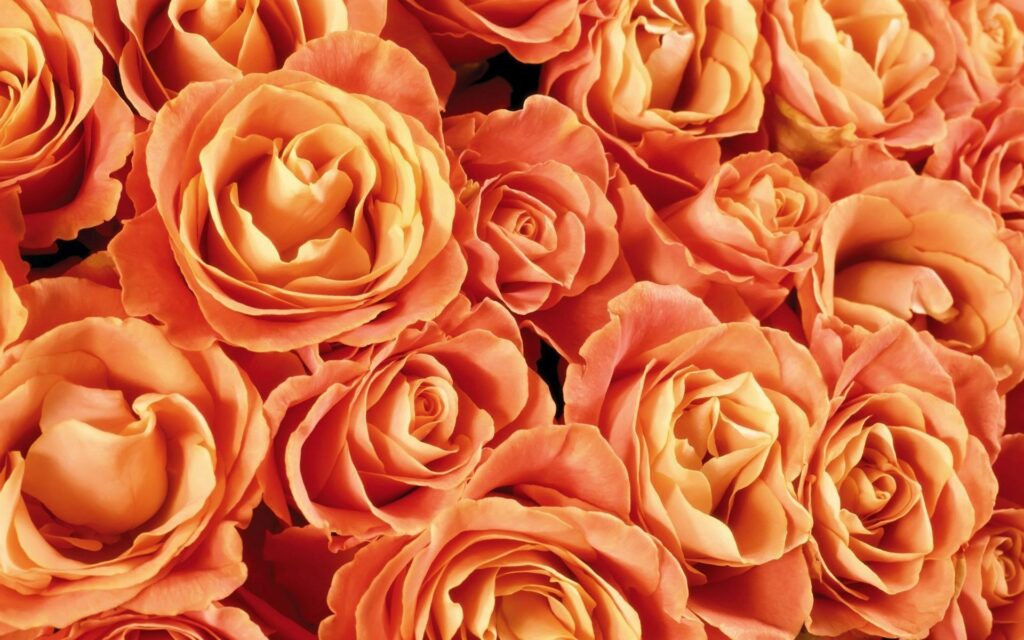 Peach Backgrounds