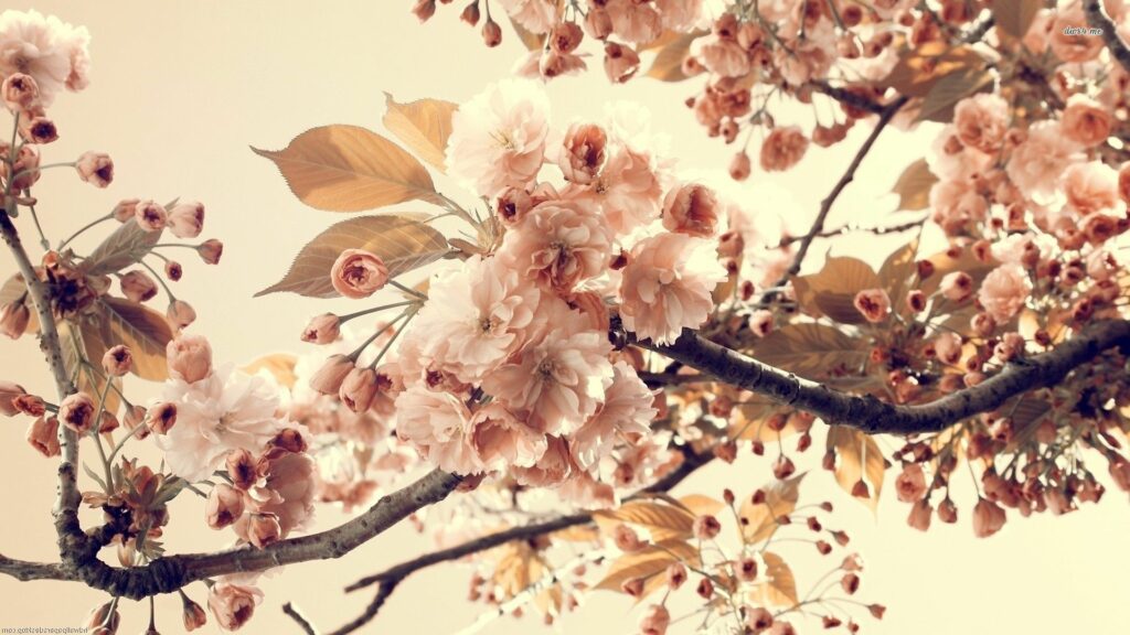 Peach Backgrounds
