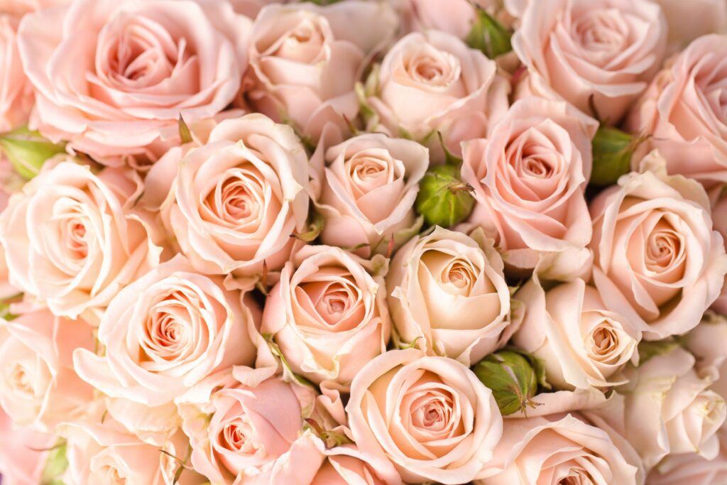 Peach Backgrounds