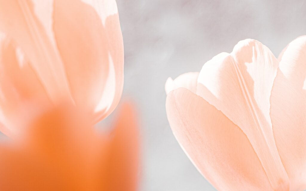 Peach Backgrounds