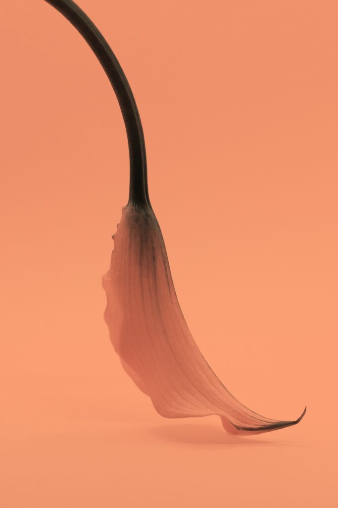 Peach Backgrounds