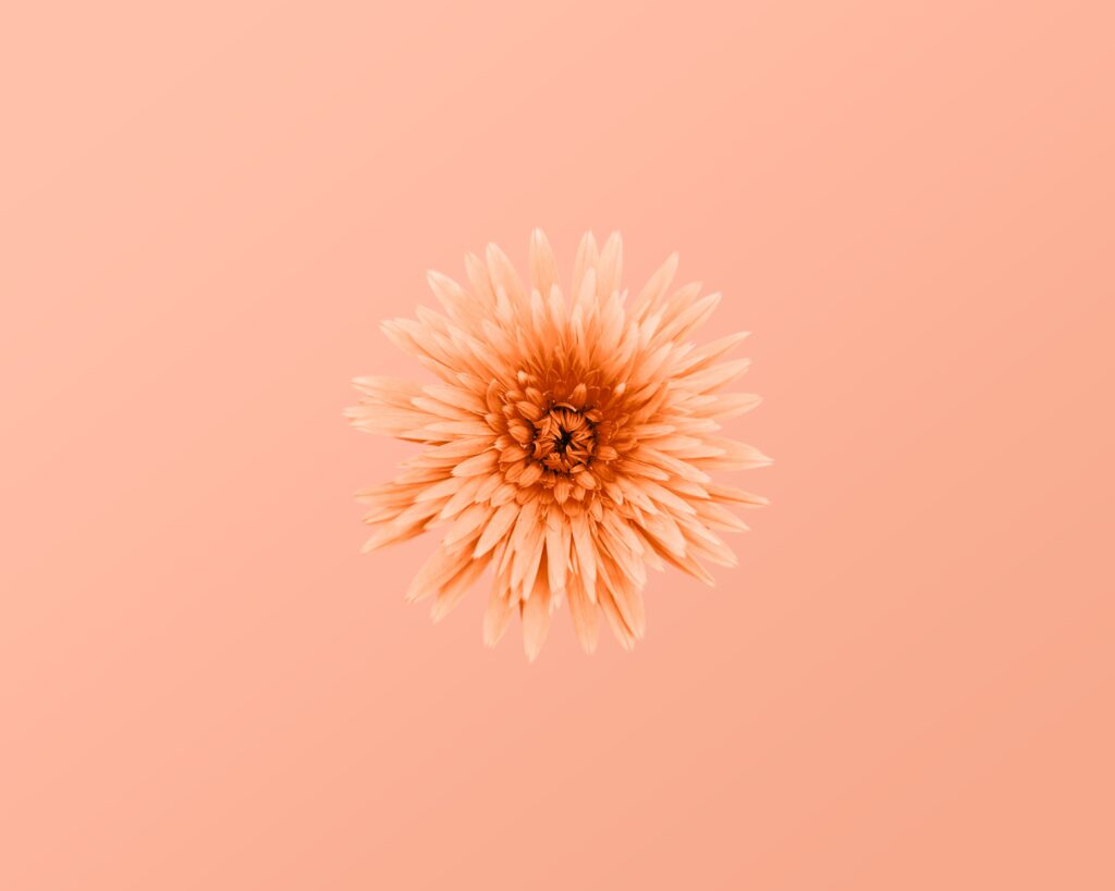 Peach Backgrounds