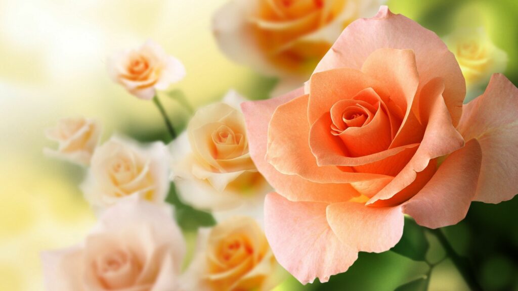Peach Backgrounds