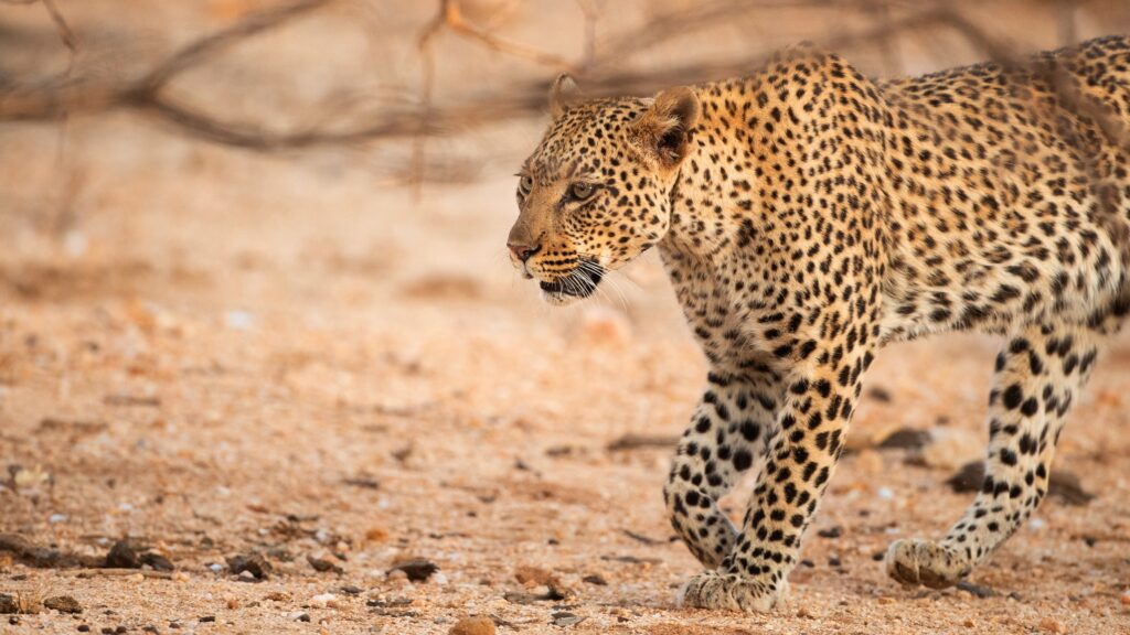 Leopard Wallpapers