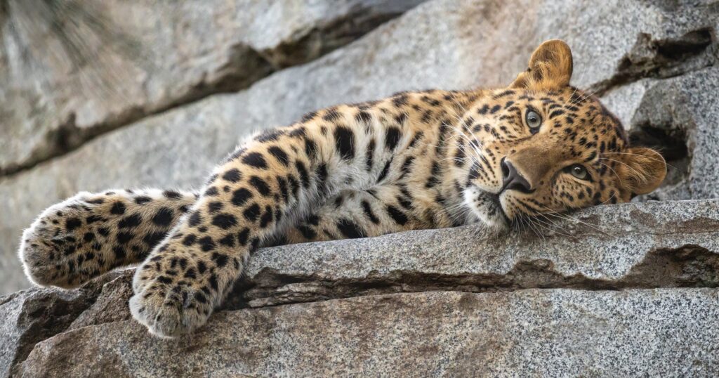 Leopard Wallpapers