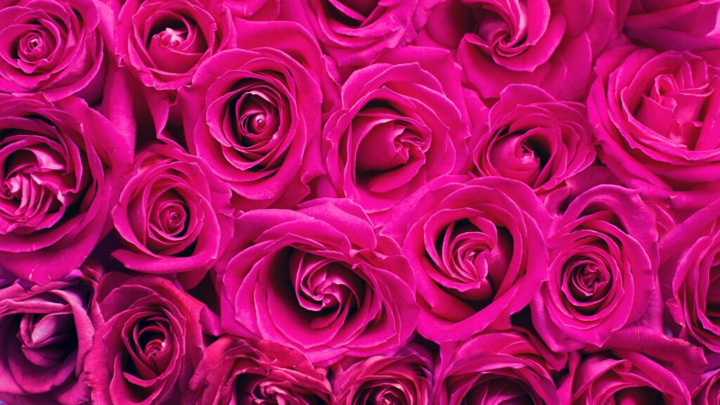 Pink Backgrounds Wallpapers
