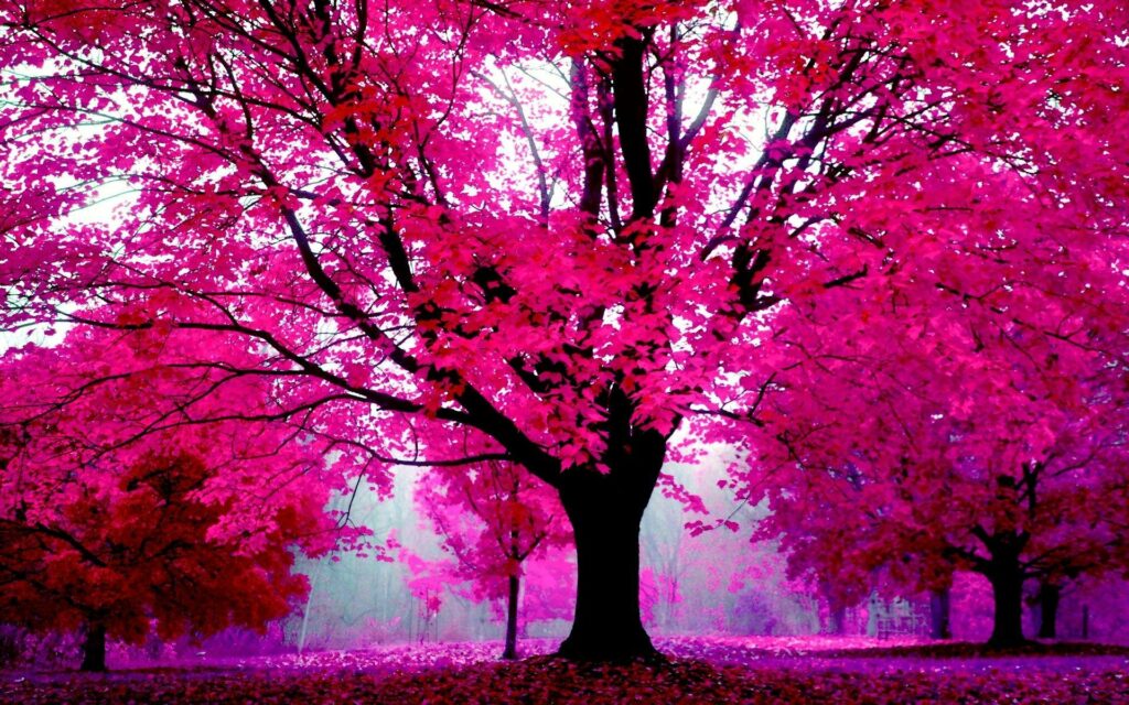 Pink Backgrounds Wallpapers
