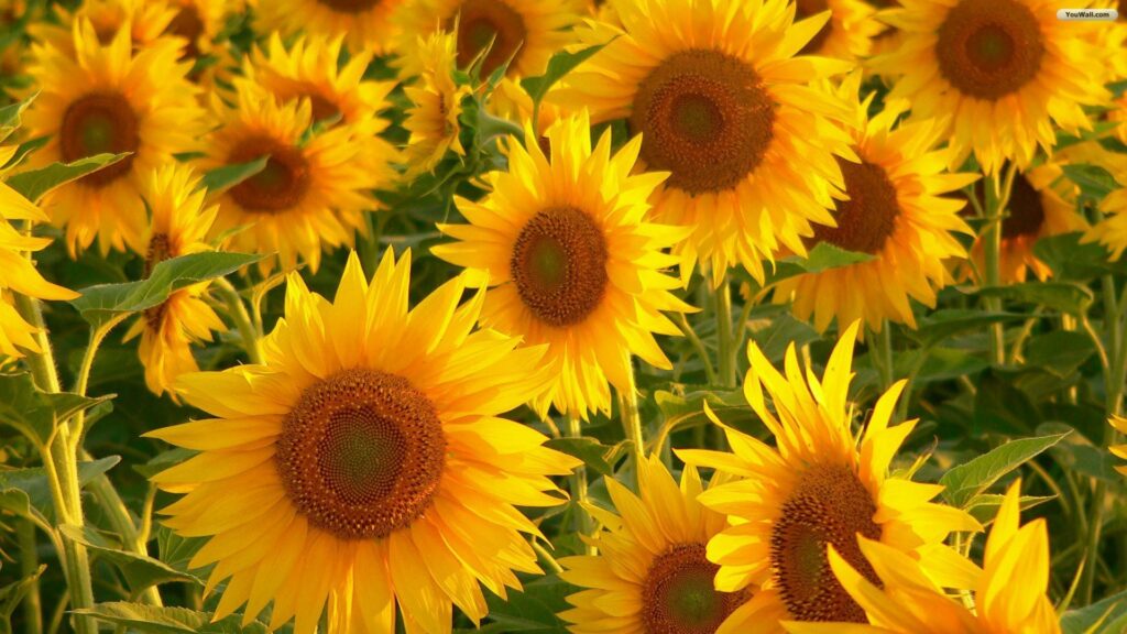 Yellow Aesthetic Backgrounds